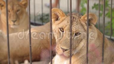 一只美丽的母狮正在<strong>动物园</strong>里休息，一群狮子正在<strong>动物园</strong>里休息